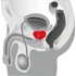 Kép 10/17 - You2Toys - Prostate massager - forgó prosztata vibrátor (fekete)